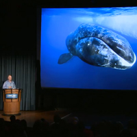 Paul Nicklen on Photographing Narwhals