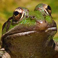 Creating a Focus Stacked, Vertical Panorama with a 400mm Lens – Tuts+ Premium