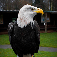 Capturing Portraits, In Flight and Hands On Photos of Birds