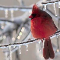 How to Attract and Photograph Birds in Your Own Backyard