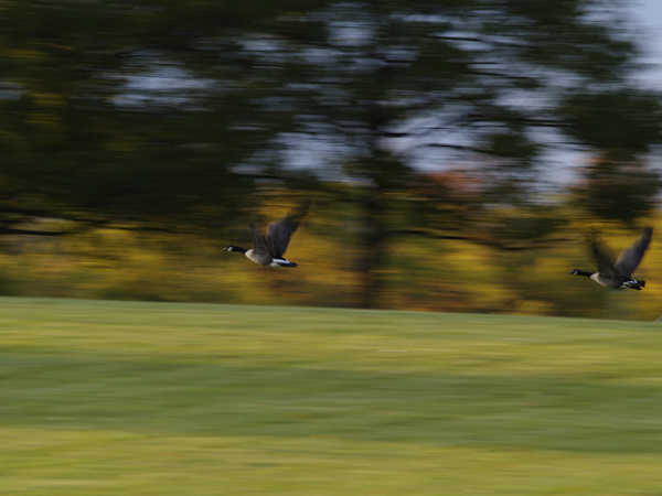 Panning