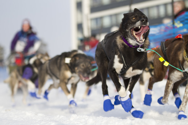 dogsled_PC_517_full